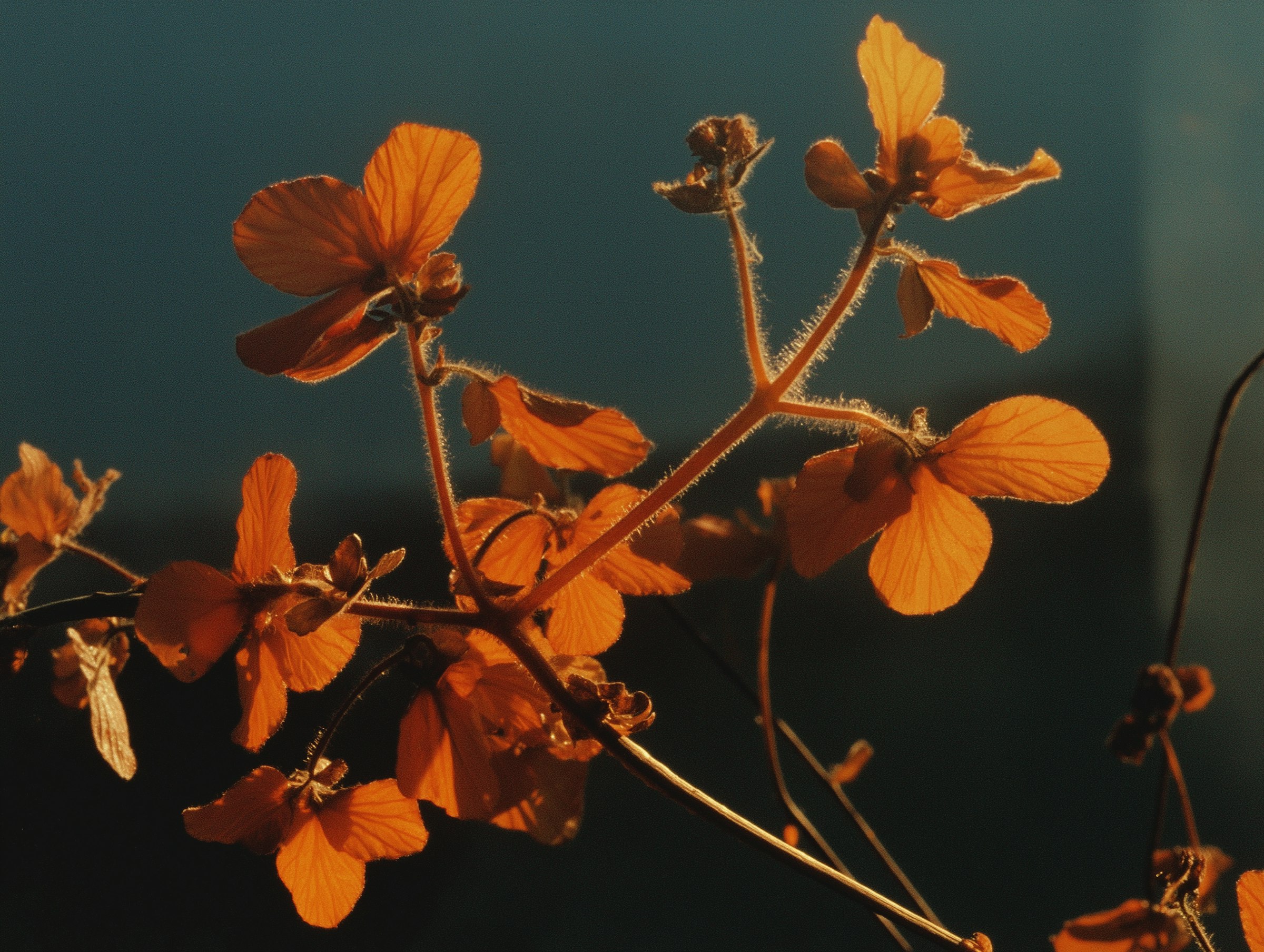 璀璨花语